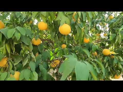 GELİN EVİ YENİ HALI TEMİZLİĞİ ANNEM KÖY EVİ ÇEHİZLİK