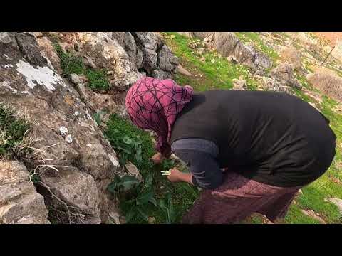 ANNEM ve NENEM KÖY EVİ KOYUNLAR KUZULAR BULUŞMASI Dağdaki