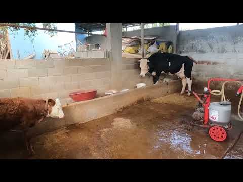 ANNEM KÖY EVİ ORGANİK TEREYAĞI YAPIMI Doğal Yaşam El açması