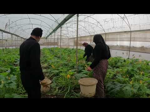 TAZE SALATALIK HASADI KABAK HASADI BAŞLADI LEZZET KÖYÜ VLOG