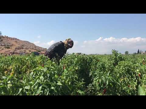 BU BİBERİN TADINA DOYUM OLMUYOR Yemek lik Lezzetli Doğal