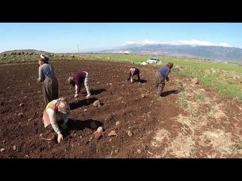 Köy Kadınları Hayatı İlk Biber Ekimi Lezzetli Yemekler