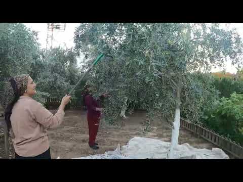 ANNEM UMREYE GİTMEDEN ZEYTİN HASADI LEZZETLİ YEMEKLER