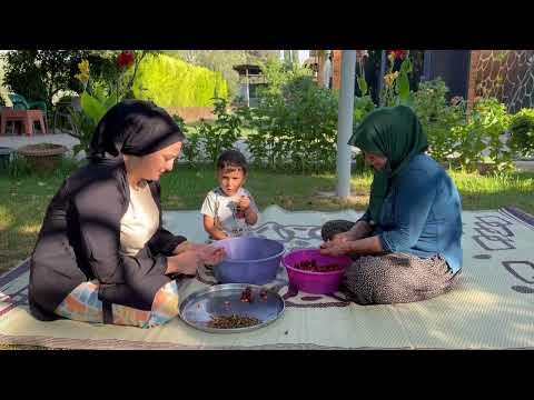Yüksek Dağlarda Zorlu Köy Yaşamı Kiraz Hasadı Ve Kiraz