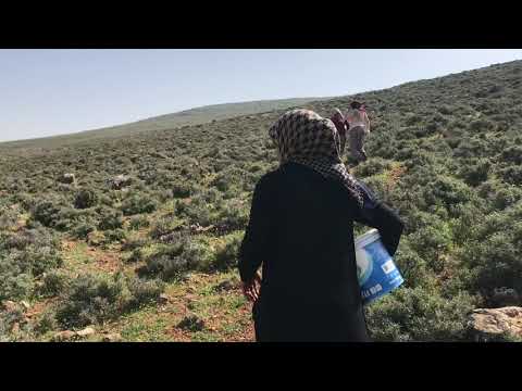 NENEM İN KÖY EVİ KÖYDE DAĞLARDA YEMEK ZAHTER TOPLAMA ZAMANI