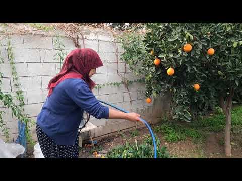 GELİN EVİ YAPRAK SARMASI LEZZETLİ AKŞAM YEMEĞİ KEND İŞLERİ