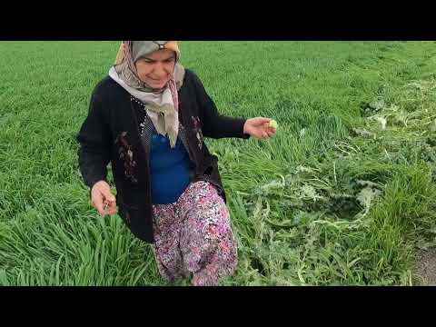 İNANILMAZ LEZZET KÖYÜ 1 SENE SONRA TOPRAK YEMEĞİ ŞİFA DOLU