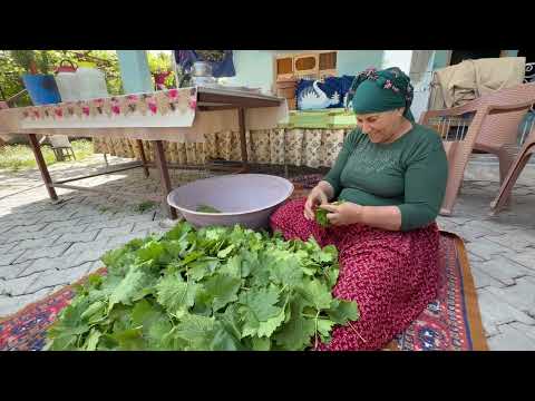 Halam ın Köy Evi İlk Yaprak Hasadı Köy Yaşamı 4K