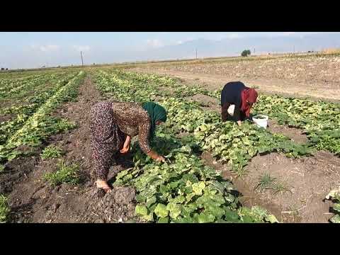 LEZZET KÖYÜ DOLU DOLU LEZZETLİ YEMEKLER İÇİN SALATALIK ACUR