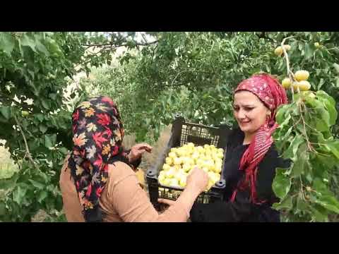 TAZE REÇEL İÇİN KAYISI TOPLADIK KIŞ İÇİN KAYISI HASAT