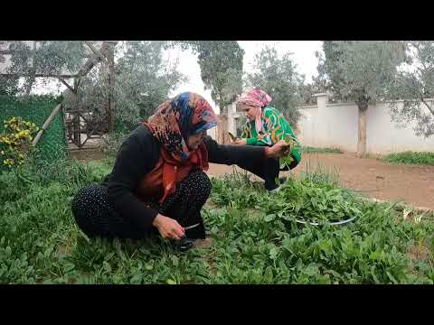 ABLAM GELDİ TAZE ISPANAK İLE ODUN ATEŞİNDE LEZZETLİ GÖZLEME