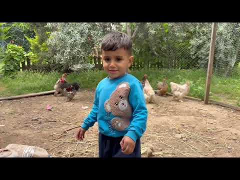 Köy Hayatı Yeni Tavuk Yavruları Çıkıyor Belgesel Film 4K
