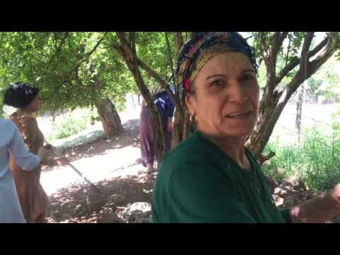 HANİFİ AMCA NIN SÜPER KÖY EVİ Bahçeden Doğal Organik İnçir