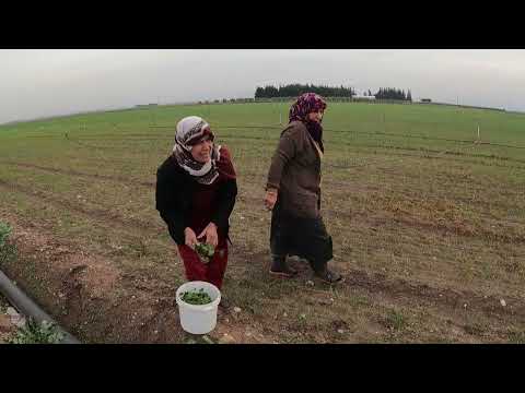 ABİM İSTANBULA DÖNÜYOR ODUN ATEŞİNDE KUZU ETİ KAVURMA
