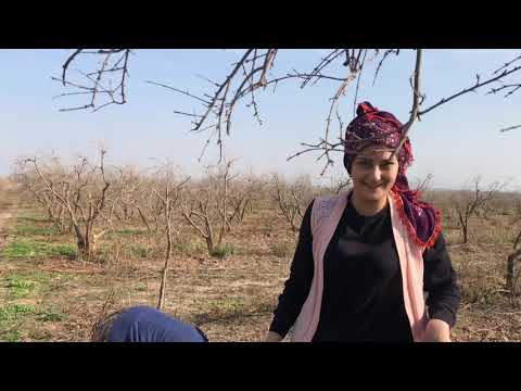Köy hayatı Annem ve Eşim ile ebe gömeci toplamaya çıktık