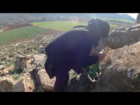 DAĞDA TOPLANAN ZEHİRLİ OT KÖYÜLÜLERİN İLAÇI OLUYOR Village