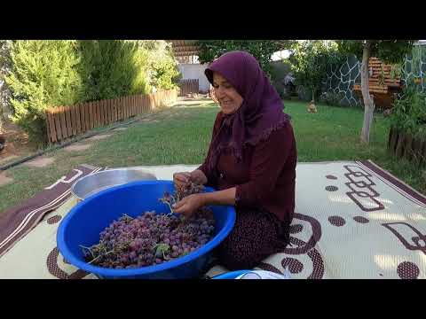 KÖY HAYATI TAZE ÜZÜM HASADI LEZZETLİ PESTİL YAPIMI GÜZEL