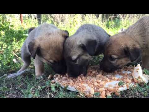 Kangal yavru köpeklerine yemek getirdim Bakın nasıl yediler