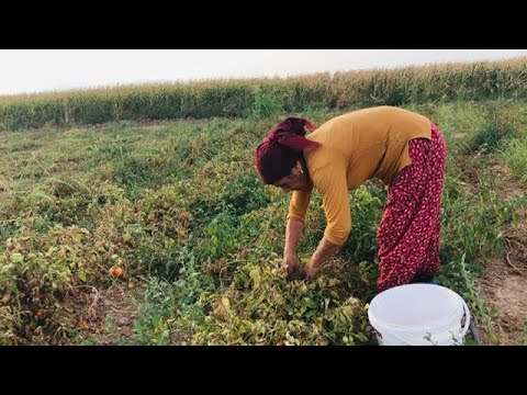 Tarladan domates topladık günlük vlog