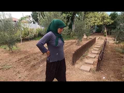 Zeytin Hasadı Yağmurlu Köy Evi Odun Ateşinde Kuzu Eti
