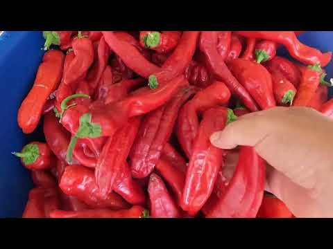 BİDON BİDON BİBER İNANILMAZ KÖY YEMEKLERİ İÇİN 1 SENE SONRA