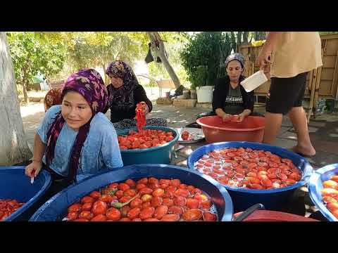 Köyde Cam Kavanoz da Domates Konserve Yapımı Kış Ayı için