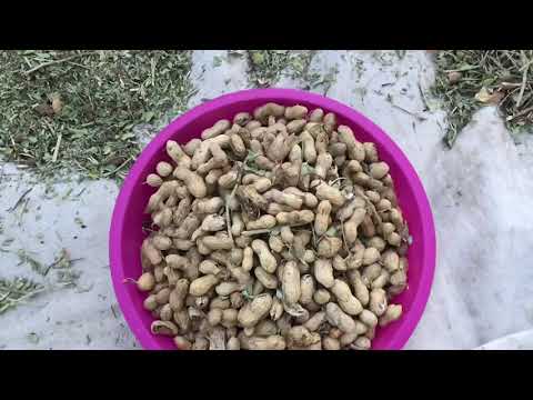 PATLICAN İLE EN LEZZETLİ YEMEK TARİFİ Köy Evi En Güzel