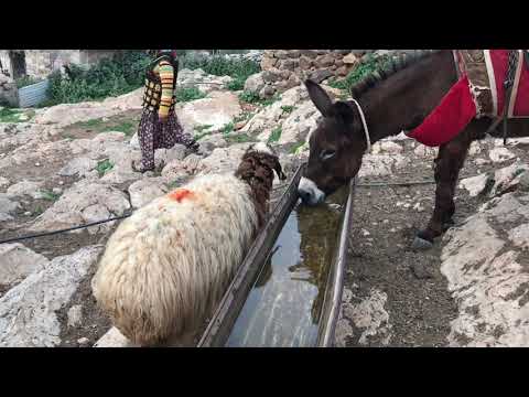 DEDEM İN KÖY EVİ 80 YILLIK DEDEMİN VE NENEMİN KÖY EVİ