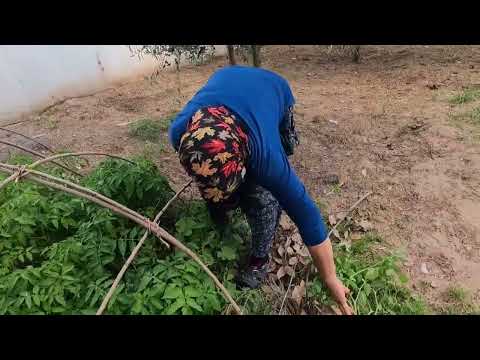 NENEM GELDİ TAZE KOYUN PEYNİR YAPIMI KURBAN BAYRAMI İÇİN