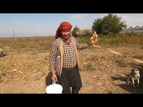 İNANILMAZ KEÇİ SAĞIM SİSTEMİ KOYUN YAVRU KUZULARI DOĞDU