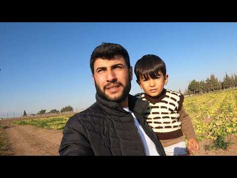 Kış Ayı LEZZETLİ Yemekler için Fasülye Hasadı Doğal yaşam