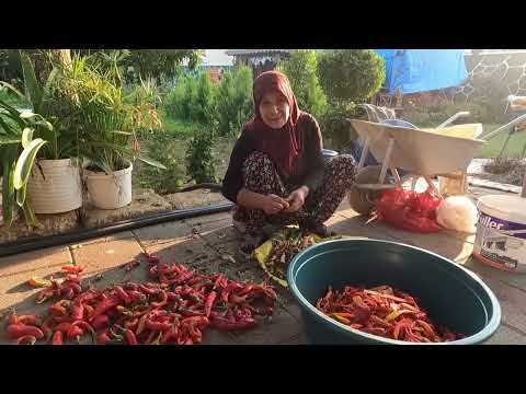 Annem Köy Evi Yeni Halı Temizliği Fırında Lezzetli Deniz