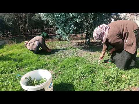 Halam ın Köy Evi İftar Hazırlığı Lezzetli Köyü Toprak