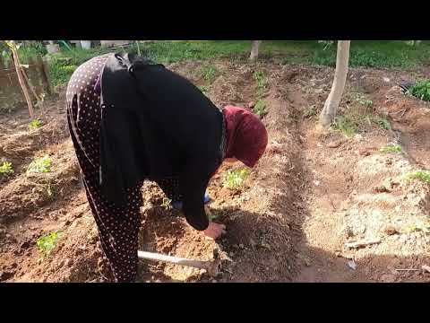ODUN ATEŞİNDE KIZARMIŞ BÜYÜK TAVUK MÜSTAKİL AHŞAP YENİ KÖY