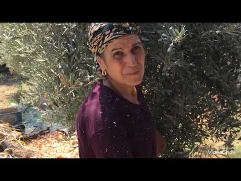 Öğlen yemeği günlük vlog