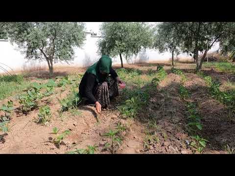 TEPSİ TEPSİ LEZZETLİ KÖY EVİ PİZZA YAPIMI ANNEM KÖY EVİ