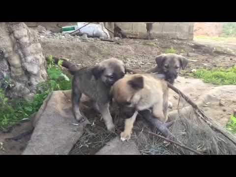 Yavru kangal köpeklerimizin oyun zamanı köy hayatı