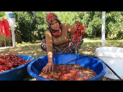 LEZZETLİ YEMEKLER İÇİN BİBER HASADI SALÇA YAPIMI 1 SENE