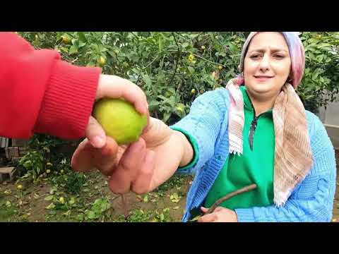 YENİ TANDIRDA KÖY EKMEĞİ TAVUK YAPIMI TAZE LİMON HASADI
