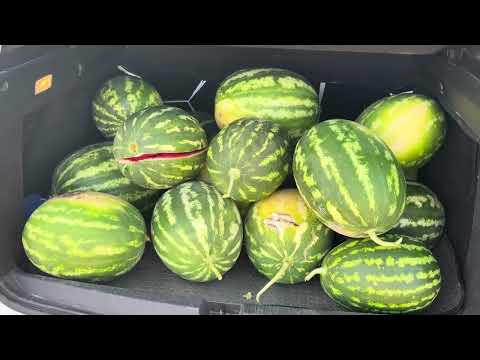 KÖY YAŞAMI YENİ KARPUZ KAVUN HASADI EV YAPIMI KARPUZ MEYVE