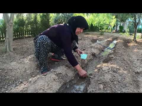 Köy Hayatı Odun Ateşinde Yapılan Yaz Yemeği Köyde Günlük
