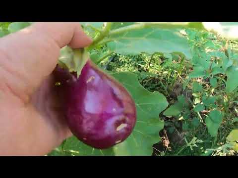 KÖY HAYATI YENİ SALATALIK PATLICAN HASADI ÇÖLDE LEZZETLİ