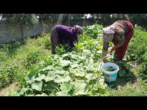 HALAMIN KÖY EVİ İLK SALATALIK ACUR HASADI LEZZETLİ KÖY