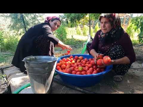 KOVA KOVA DOMATES EN LEZZETLİ DENİZ BALIĞI AKŞAM YEMEĞİ KÖY