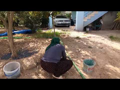 ZEYTİN HASADI BAŞLADI ODUN ATEŞİNDE LEZZETLİ TAVUK YEMEĞİ