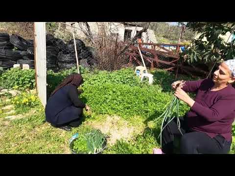 KÖY EVİNDE BABA MESLEĞİNE DEVAM EDİYOR 2 BİN ZEYTİN AĞAÇI