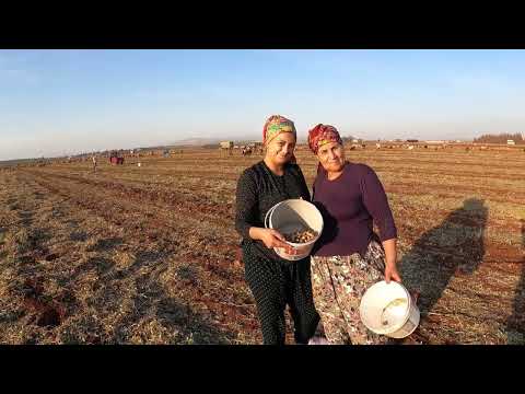 Taze Doğal Fıstık hasadı başladı Halam İle Ablam Geldi