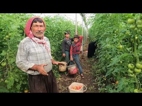 Köyde Süper Domates Hasadı Kış Ayı İnanılmaz Toprak Yemeği