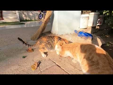 BOL SOSLU EKMEK İLE EVDE ADANA KUZU KEBAP YEMEĞİ ANNEM