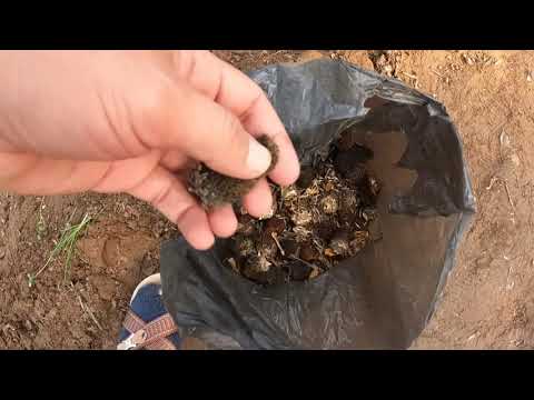 BUGÜN ANNEMİN EVİ GELİN EVİ GİBİ OLDU ÇİÇEK EKİMİ LAHANA